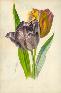 Tulp