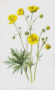 Rechte Boterbloem door Frederick Edward Hulme