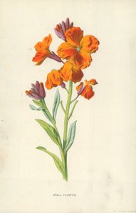 Muurbloem