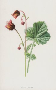 Knikkend Nagelkruid door Frederick Edward Hulme