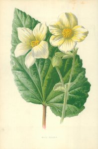 Witte Begonia