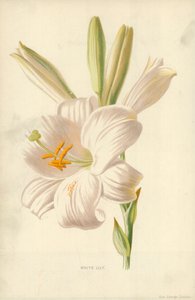 Witte Lelie