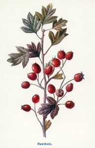  door Frederick Edward Hulme
