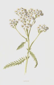 Duizendblad door Frederick Edward Hulme