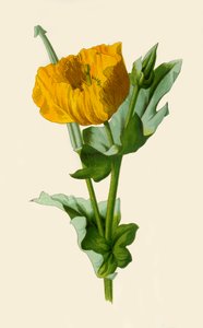 Gele Gehoornde Papaver