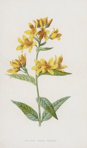 Grote wederik door Frederick Edward Hulme