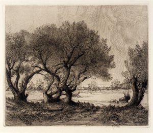 Oude wilgen