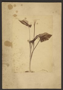 [Calla Lily]. door Frederick H. Hollyer