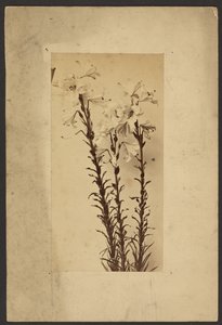 [Dag Lelie] door Frederick H. Hollyer