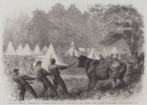 De oorlog in Amerika, afdeling kwartiermeester, het doden van ossen in het federale kamp, Virginia