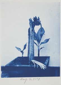 Zonder titel, 4 augustus