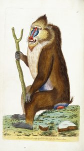 Bonte baviaan of mandril Mandrillus sphinx