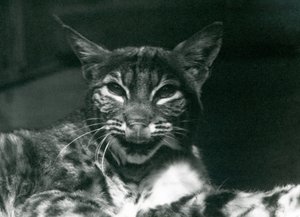 Een Baby LynxBobcat likkend aan zijn lippen, London Zoo, juni 1925 door Frederick William Bond