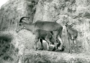 Een Barbarijs schaap/Aoudad/Waddan/Arui/Arruis met haar twee jongen op de Mappin Terrassen, London Zoo, augustus 1927 door Frederick William Bond