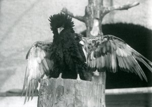 Een Bateleurarend staat op een boomstronk en spreidt zijn vleugels, London Zoo, 1925 door Frederick William Bond