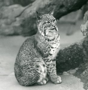 Een rode lynx of bobcat in de London Zoo, maart 1927 door Frederick William Bond