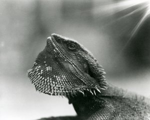 Een Baardagaam die omhoog kijkt in de London Zoo in 1930 (zw/w foto) door Frederick William Bond