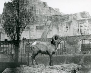 Een Bighorn-schaapram die op een rots staat en uitkijkt over zijn omheining aan de voet van de Mappin Terrassen, London Zoo. 1931 door Frederick William Bond