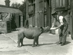 Een zwarte neushoornkalf wordt met de fles gevoed door zijn verzorger, London Zoo, september 1928
