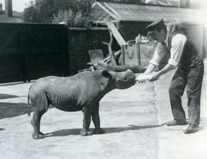 Een zwarte neushoornkalf wordt met de fles gevoed door zijn verzorger, London Zoo, september 1928