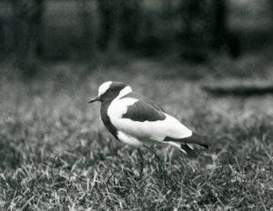 Een Smidkievit staand op gras in de London Zoo, augustus 1927 door Frederick William Bond