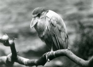 Een bootbekreiger, of bootbek, zittend op een tak in de Londense dierentuin, juni 1924
