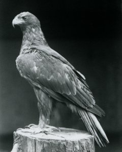 Een dwergarend staand op een boomstronk in de London Zoo in juni 1926 door Frederick William Bond
