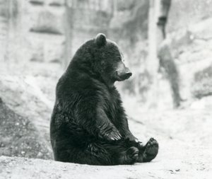 Een Bruine Beer zittend op de rotsen van de Mappin Terrassen, London Zoo, juni 1928 door Frederick William Bond