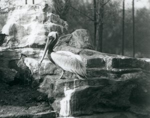 Een Bruine Pelikaan staand op rotsen in London Zoo, juni 1927 door Frederick William Bond