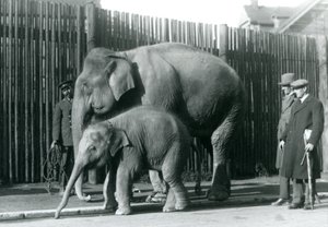 Een Birmaanse Olifant en haar kalf worden uitgelaten door hun verzorger, terwijl twee andere mannen toekijken