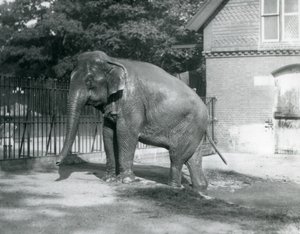 Een Birmaanse Olifant die uit een zwembad in zijn verblijf stapt, London Zoo