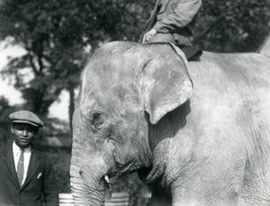 Een Birmaanse Olifant met zijn trainer en een andere man, London Zoo, september 1926 door Frederick William Bond