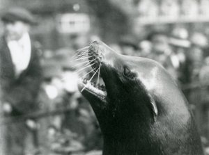 Een Californische Zeeleeuw in London Zoo