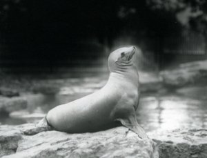 Een Californische zeeleeuw zittend op een rots naast haar zwembad, London Zoo, september 1925