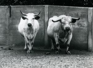 Een Chartley stier en koe in de London Zoo door Frederick William Bond