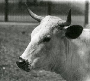 Een Chartley Koe in London Zoo, juli 1924 door Frederick William Bond