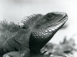 Een Chinese/Aziatische/Thaise/Groene Waterdraak in de London Zoo in augustus 1928 door Frederick William Bond