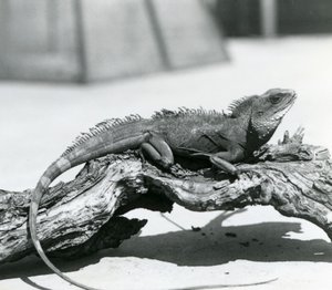 Een Chinese/ Aziatische/ Thaise/ Groene Waterdraak rustend op een stam in de London Zoo in 1928 door Frederick William Bond