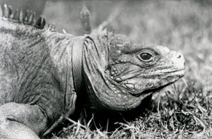 Een Bewolkte Rotsleguaan Methuselah, met een halsband, wandelend op een grasveld in London Zoo, juli 1924 door Frederick William Bond