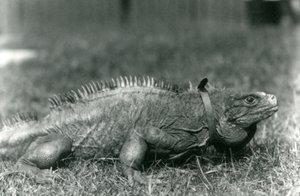 Een bewolkte rotsleguaan, met een halsband, wandelend op een grasveld in de Londense dierentuin, juli 1924 door Frederick William Bond