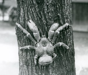 Een kokoskrab, of dievenkrab, klimmend in een boom, London Zoo, juli 1927 door Frederick William Bond
