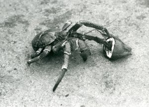 Een kokoskrab, of dievenkrab, etend van een kokosnoot, London Zoo, juli 1927 door Frederick William Bond