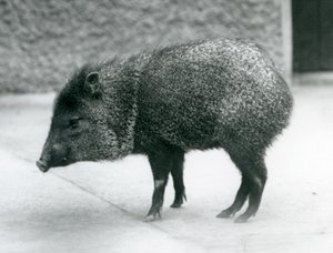 Een kraagpekari in de London Zoo, 1927 door Frederick William Bond