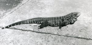 Een gewone goud-gouden zwarte Colombiaanse tegu of tijgerhagedis in de London Zoo in augustus 1926 door Frederick William Bond