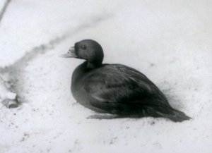Een Zwarte Zee-eend in London Zoo in 1925 door Frederick William Bond