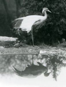 Een Demoiselle Kraanvogel staand op één poot, met zijn spiegelachtige reflectie in de poel eronder, London Zoo door Frederick William Bond