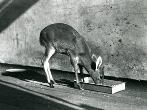 Een Duiker die van een schaal op de grond eet, London Zoo, juli 1925 door Frederick William Bond