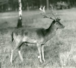 Een damhertbok in London Zoo in oktober 1924