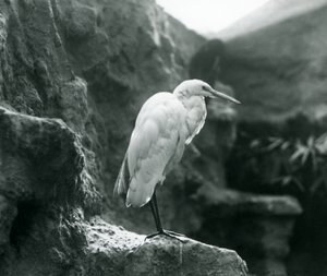 Een Grote Zilverreiger of Grote Witte Reiger staat op een rots in de Londense Zoo in september 1927