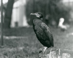 Een Aalscholver in de Londense Zoo in september 1927